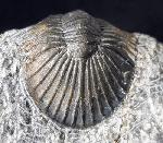 Scabriscutellum hammadi CHATTERTON et al. 2006 - Bild © FossNet FossilienStore